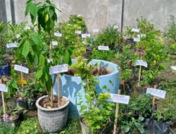 "Toga Mawar" Banjarwungu Masuk Dalam Penilaian Lomba Asman Toga
