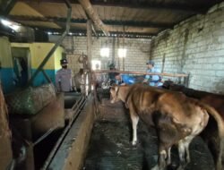 Babinsa Bandung Koramil Gedeg Bersinergi Tuntaskan Vaksin Hewan Ternak