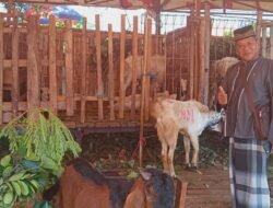 Lapak Penjualan Hewan Kurban Di Lapangan Desa Ganting- Gedangan Seratus Persen Layak Syarat Sehat