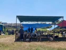 Lapak Penjualan Hewan Kurban Di Lapangan Desa Ganting- Gedangan Seratus Persen Layak Syarat Sehat