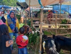 Lapak Penjualan Hewan Kurban Di Lapangan Desa Ganting- Gedangan Seratus Persen Layak Syarat Sehat