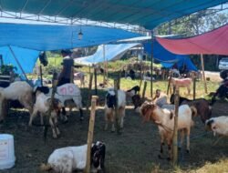 Lapak Penjualan Hewan Kurban Di Lapangan Desa Ganting- Gedangan Seratus Persen Layak Syarat Sehat