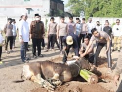 Polresta Sidoarjo Kumpulkan 18 Sapi 68 Kambing untuk Disalurkan ke Masyarakat