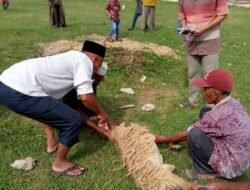 Medco E&P Malaka kembali  Salurkan puluhan Hewan kurban Bagi Masyarakat sekitar Area Operasi