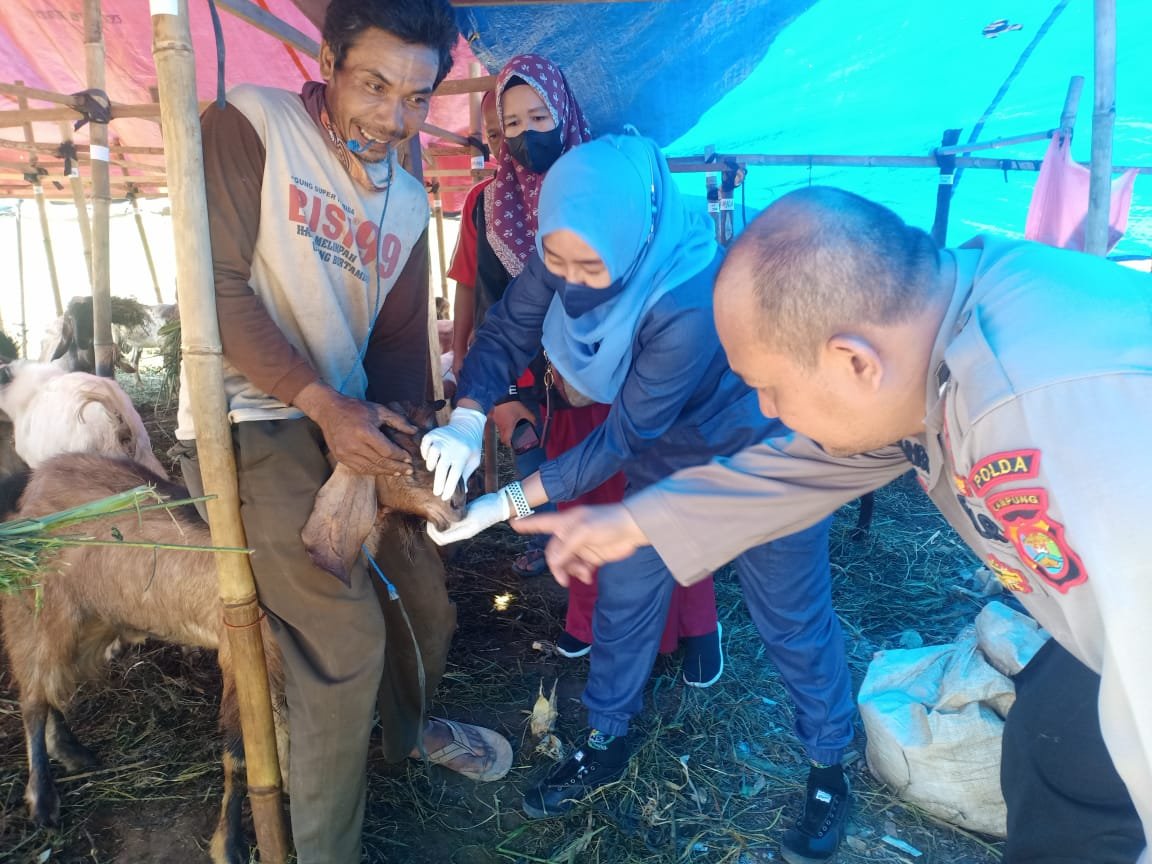 Satgas Banops Aman Nusa II Polda Lampung Dampingi Tim Kesehatan dalam Rangka Vaksinasi PMK Hewan Ternak