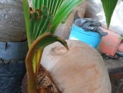 Membuat Bonsai Batok Kelapa Adalah Salah Satu Bentuk Rutinitas Kepala Desa BanjarWungu Tarik Sidoarjo