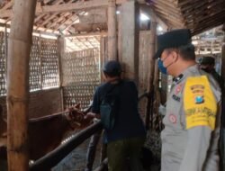 Polres Ngawi Bersama Dinas Perikanan dan Peternakan Gelar Vaksinasi Hewan Ternak Cegah PMK