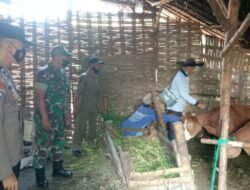 Cegah & Kendalikan PMK, Babinsa Mojokusumo Koramil Kemlagi Bareng Distan Maksimalkan Vaksinasi