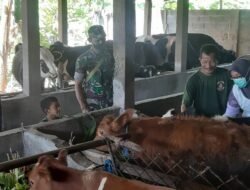 Puluhan Sapi Milik Peternak Prambon Divaksin Booster PMK