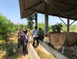 Koramil 0815/10 Bangsal Gandeng Distan Masifkan Vaksinasi PMK