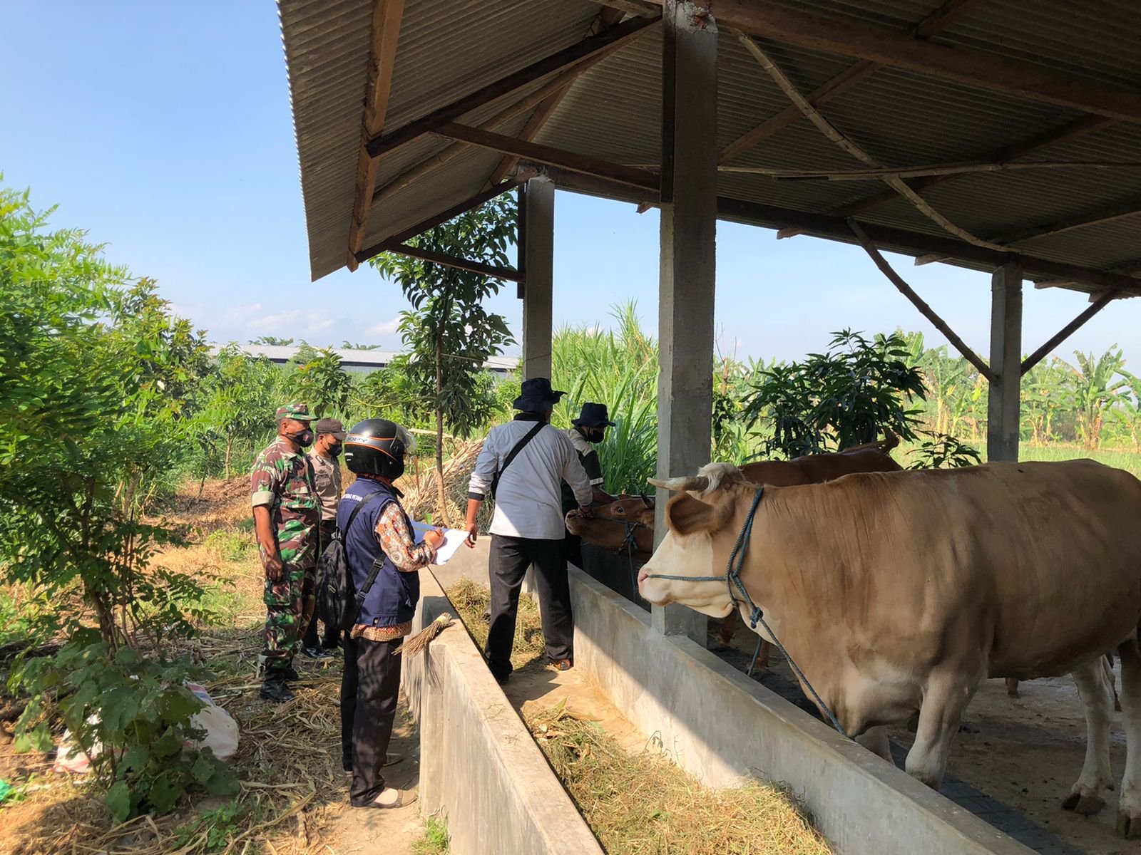 Koramil 0815/10 Bangsal Gandeng Distan Masifkan Vaksinasi PMK