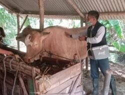 Koramil Ngoro Bersama Forkopimcam & UPT Distan Gencar Lakukan Vaksinasi PMK Tahap 2