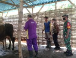 Terus Bergerak, Koramil Sooko Dampingi Distan Lakukan Vaksin PMK Sasar Tiga Desa