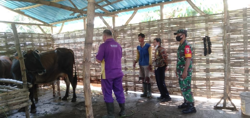 Terus Bergerak, Koramil Sooko Dampingi Distan Lakukan Vaksin PMK Sasar Tiga Desa