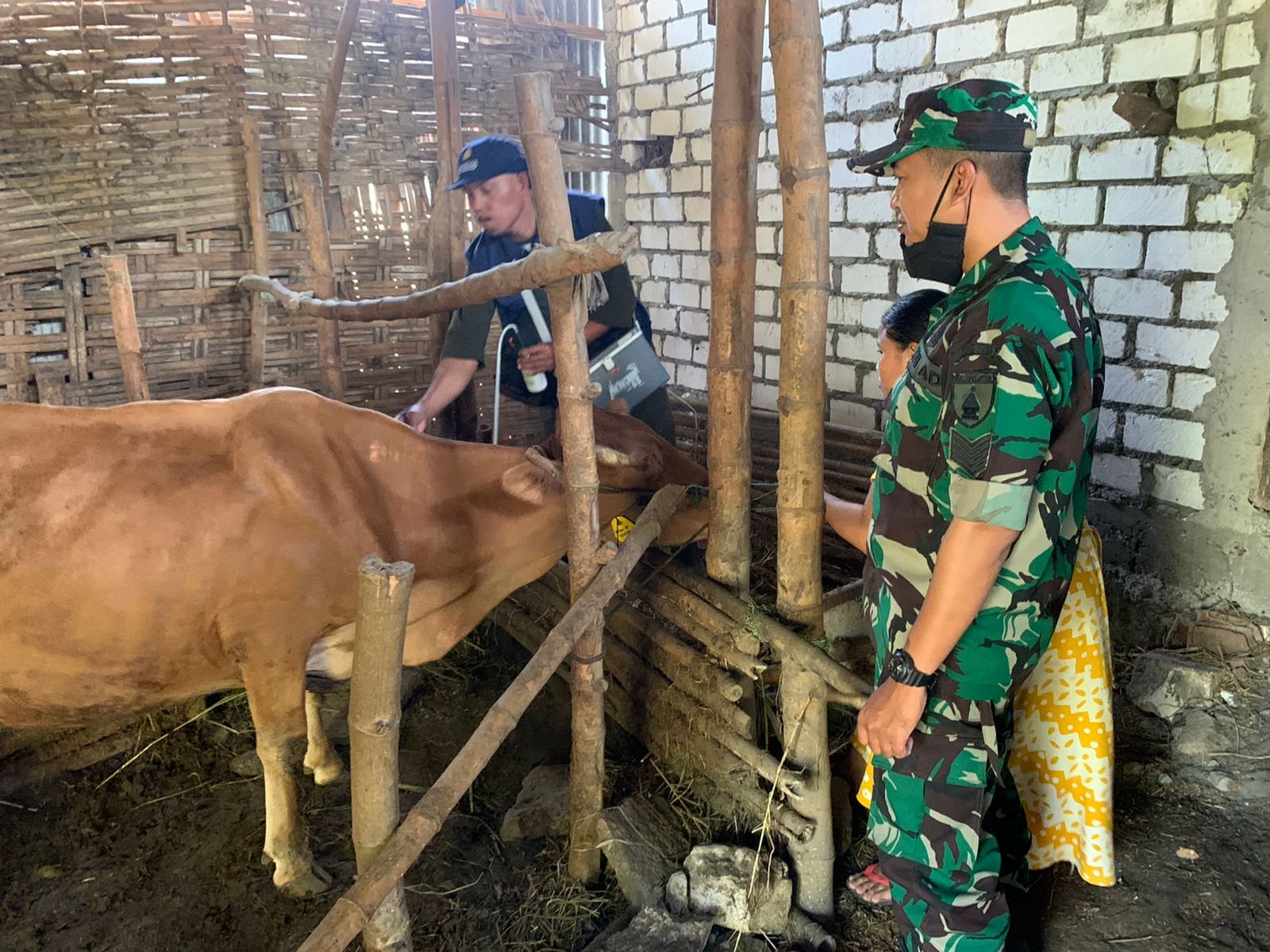 Koramil 0815/08 Dawarblandong Bareng BPP Distan Tuntaskan Vaksin Hewan Ternak