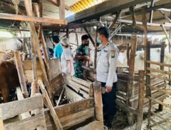 Ratusan Hewan Ternak Milik Peternak Porong Divaksin Kedua Antisipasi PMK