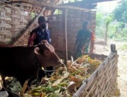 Kendalikan PMK, Koramil 0815/14 Dlanggu Bareng Distan Maksimalkan Vaksinasi