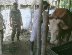 Babinsa Sawo Koramil 0815/13 Kutorejo Lakukan Pendampingan Vaksin PMK