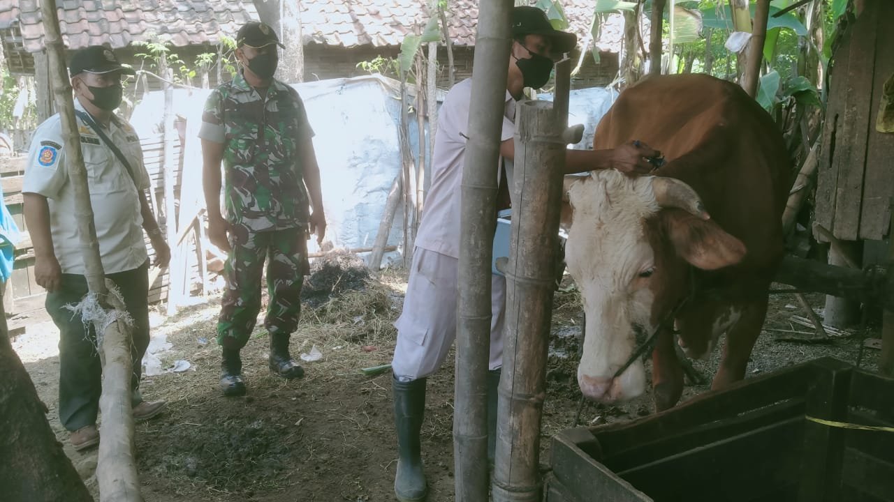 Babinsa Sawo Koramil 0815/13 Kutorejo Lakukan Pendampingan Vaksin PMK