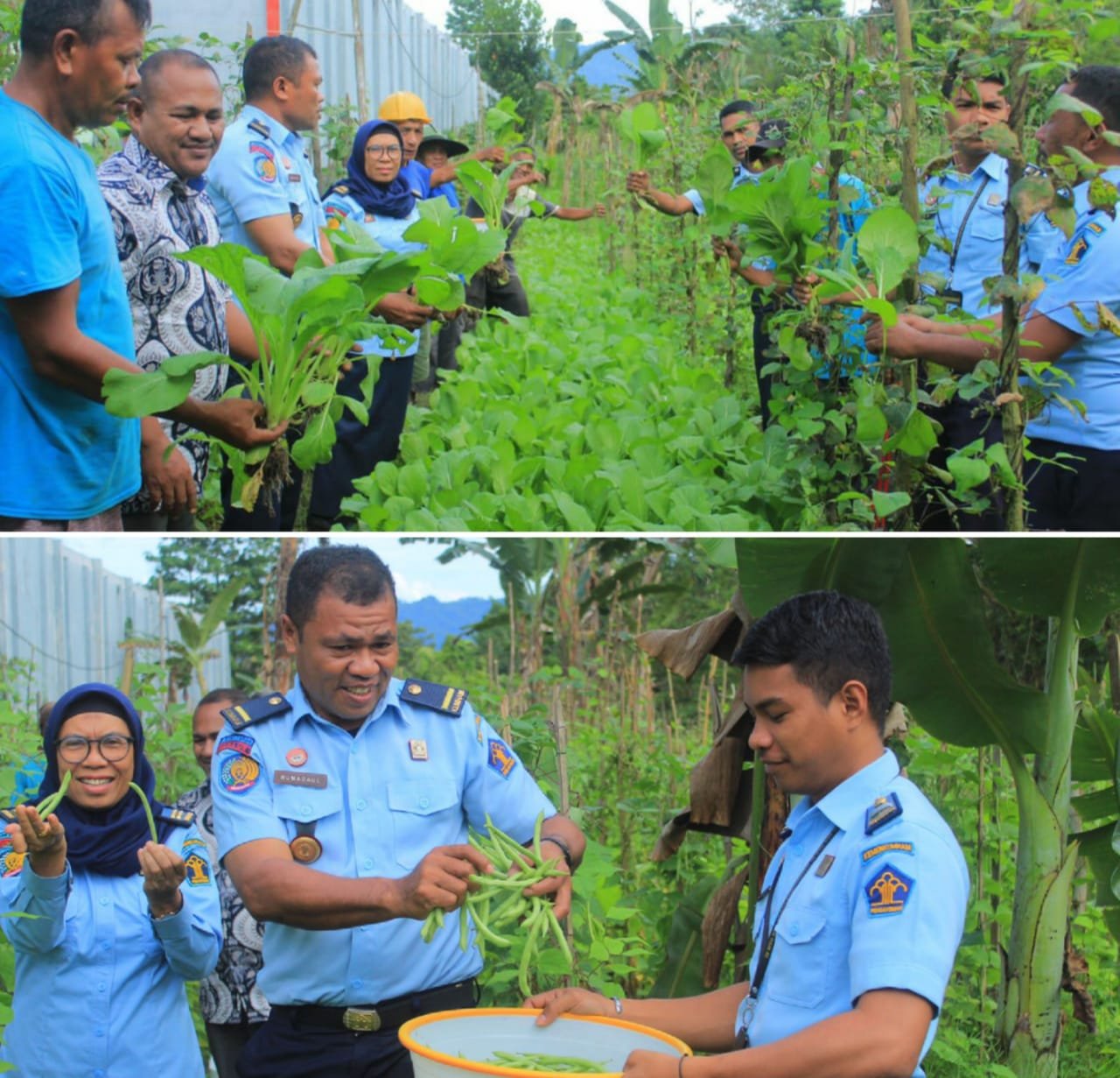 Lapas Kelas lll Labuha Panen Sayur-Sayuran Dan Beragam Kegiatan Dilaksanakan Bersama Warga Binaan