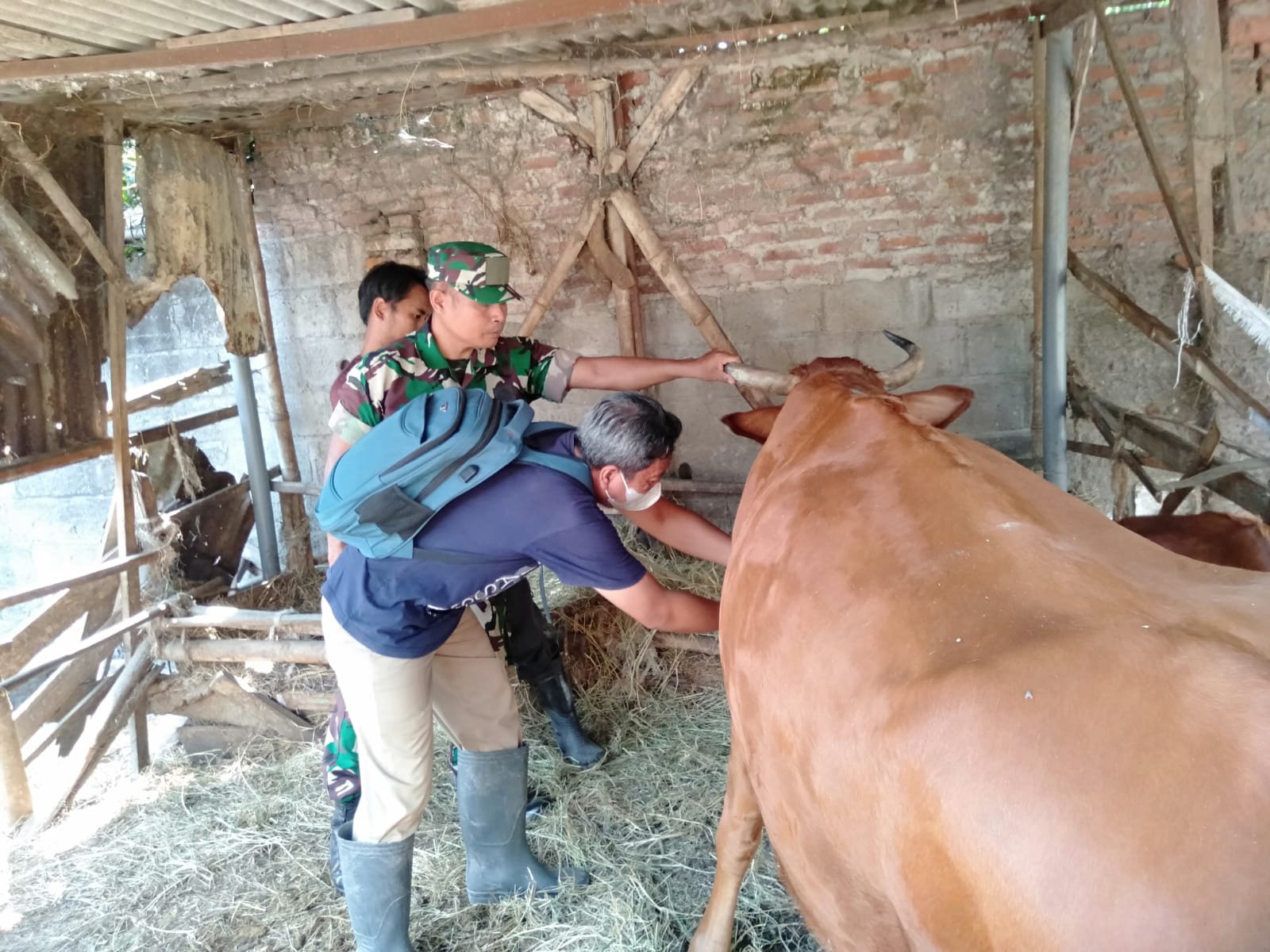 Tangkal PMK, Babinsa Mojoanyar Bareng Distan Aktif Lakukan Ini