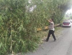 Cegah Kecelakaan, Anggota Sat Lantas Polres Tanggamus Bersihkan Pohon Bambu Tumbang