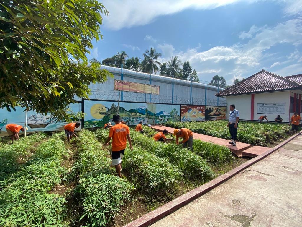 Bagian dari Pembinaan Pertanian, WBP Lapas Kotaagung Lakukan Perawatan Tanaman Ketela