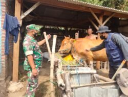 Babinsa Koramil 0815/12 Ngoro bersama BPP Distan Pantau Perkembangan PMK