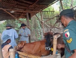 Koramil Kemlagi Bareng Distan Gencar Lakukan Upaya Pencegahan PMK Di Wilayah