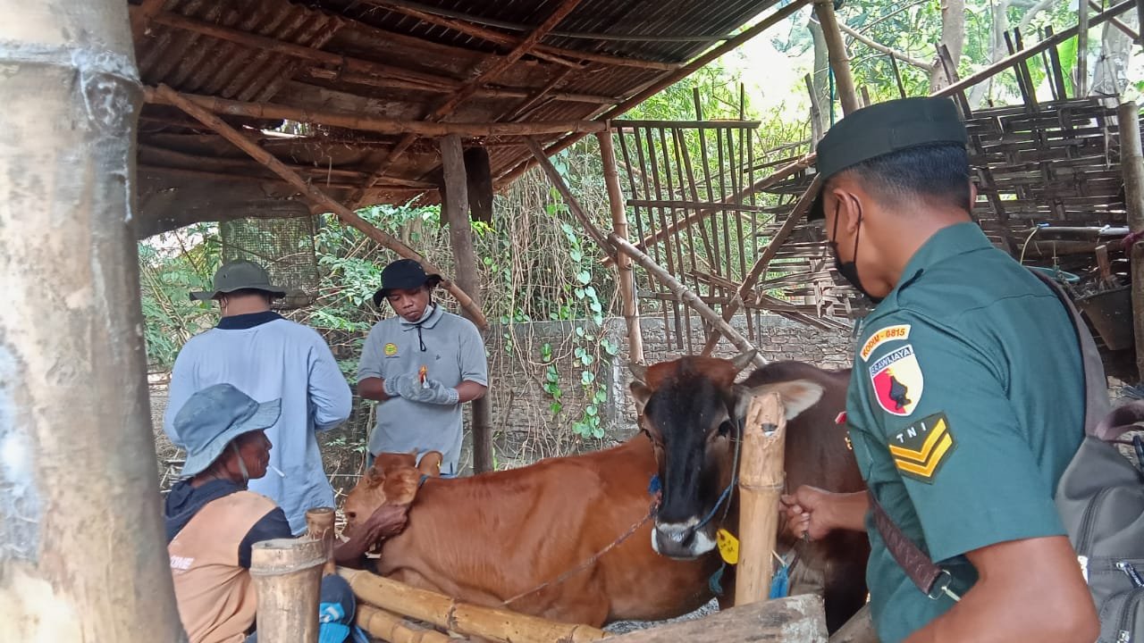 Koramil Kemlagi Bareng Distan Gencar Lakukan Upaya Pencegahan PMK Di Wilayah