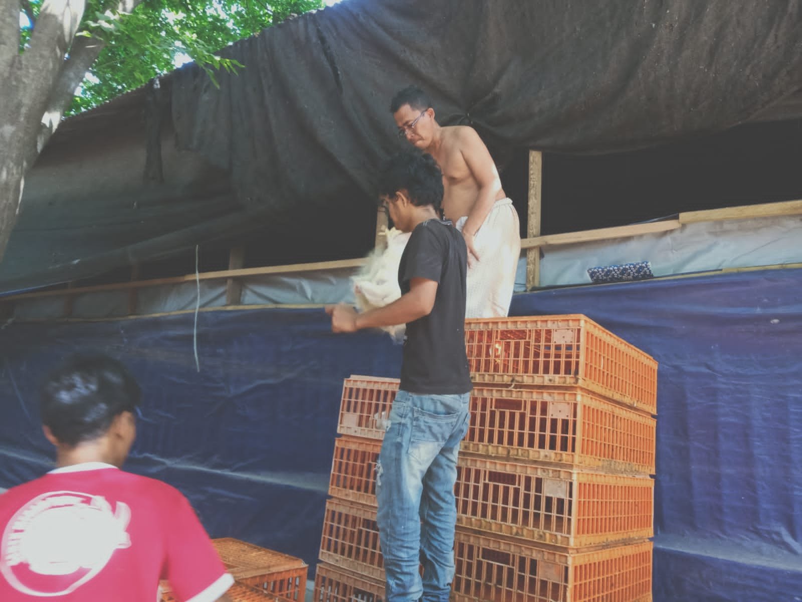 Petani Ayam Potong di Mojokerto Menjerit