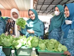 Dukung Ketahanan Pangan, Ratusan Anggota PKK Dilatih Bercocok Tanam Hidroponik