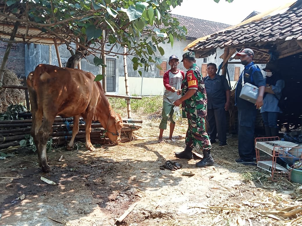 Koramil 0815/14 Dlanggu Bareng Distan Maksimalkan Vaksin PMK Di Dua Desa