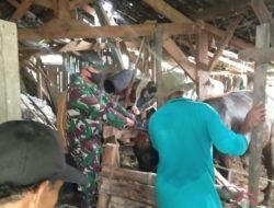 Koramil Trawas Bareng Distan Terus Pantau Perkembangan PMK Di Wilayah Binaan