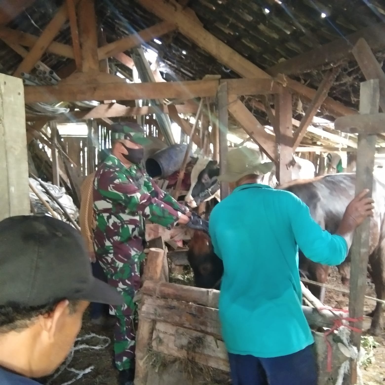 Koramil Trawas Bareng Distan Terus Pantau Perkembangan PMK Di Wilayah Binaan