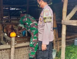 Tekan Penularan PMK, Koramil Kemlagi Bareng Distan Terus Lakukan Vaksinasi Dan Pendataan Hewan Ternak Di Wilayah