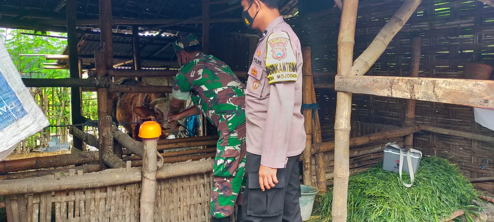 Tekan Penularan PMK, Koramil Kemlagi Bareng Distan Terus Lakukan Vaksinasi Dan Pendataan Hewan Ternak Di Wilayah