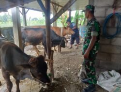 Koramil Dawarblandong Bersama Distan Konsisten Tekan Laju Penyebaran PMK