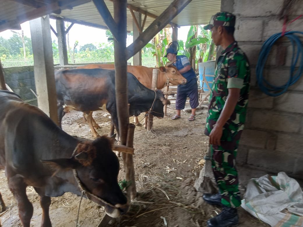 Koramil Dawarblandong Bersama Distan Konsisten Tekan Laju Penyebaran PMK