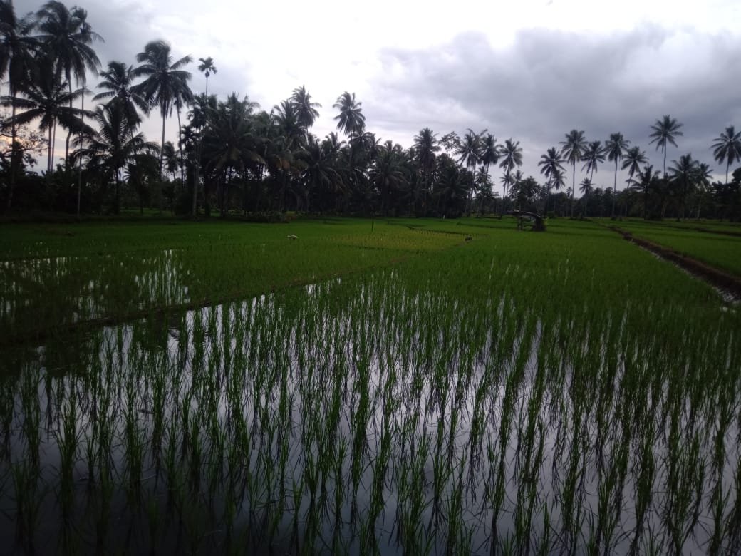 Hasil Panen Padi Berkurang, Petani Tanggamus Susah Dapatkan Pupuk