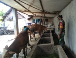 Kolaborasi Babinsa Koramil 0815/04 Puri Bareng Distan Cegah PMK