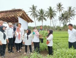 Bupati Tanggamus Hadiri Panen Sayur Kelompok Wanita Tani