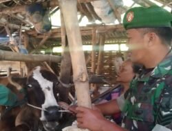 Terus Aktif, Babinsa Koramil Kemlagi Pantau PMK Di Wilayah Binaan