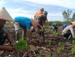 Bupati Anwar Sadat Hadiri Tanam Padi Perdana Sungai Tiram
