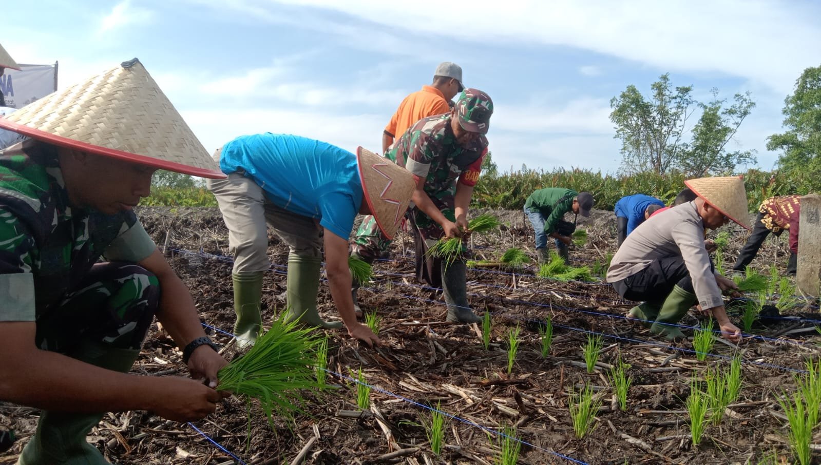 Bupati Anwar Sadat Hadiri Tanam Padi Perdana Sungai Tiram