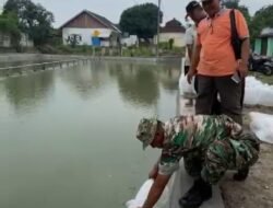 Dukung Ketahanan Pangan, Babinsa Kebonagung Bareng Kades Tebar Benih Ikan Bawal
