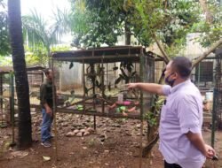 Polda Lampung Tuntaskan 3 Perkara Satwa Dilindungi