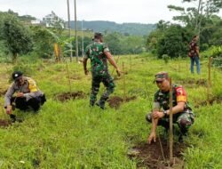 Lestarikan Alam, Koramil Pacet Bareng Forkopimcam – Perhutani Tanam Ribuan Pohon