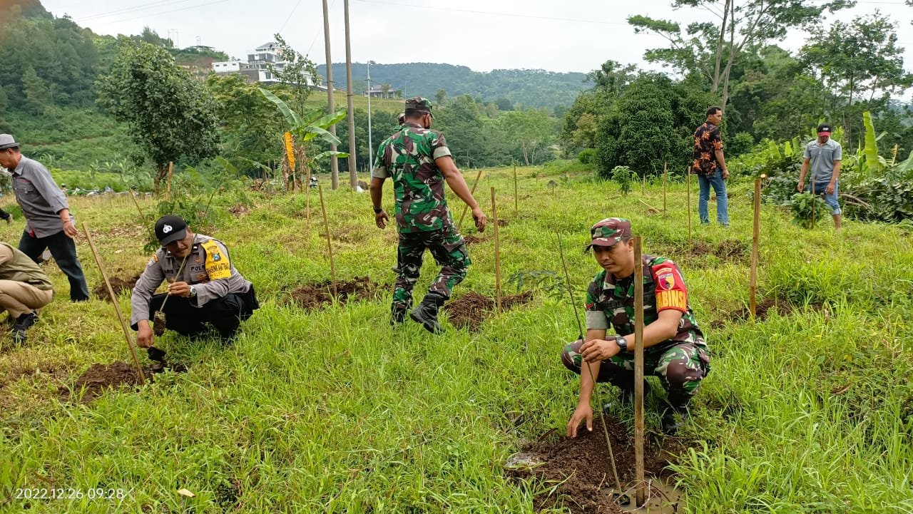 Lestarikan Alam, Koramil Pacet Bareng Forkopimcam - Perhutani Tanam Ribuan Pohon