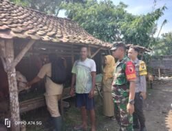 Babinsa Koramil 0815/04 Puri Dampingi Vaksinasi, Pendataan Hingga Penandaan Hewan Ternak